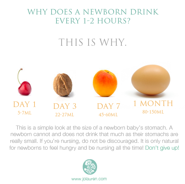 Why does a newborn drink every 1-2 hours